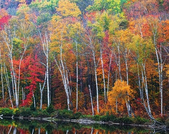 Impresión de otoño, follaje de otoño, foto de abedul, otoño de Adirondack, impresión de bellas artes, montañas de Adirondack, decoración del hogar, impresión de la naturaleza, colores de otoño