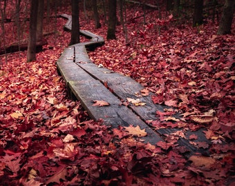 Nature Photography | Fall Leaves on Ground With Wooden Walking Path, Large Rd Art Print Wall Decor