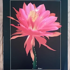 May include: A vivid pink cactus flower print set against a black backdrop. The flower features multiple layers of petals with a yellow centre. The green cactus stem has white dots. The print is framed with a white border.