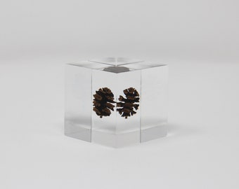 Ornament "Eternal pine cones"  45X45X45 mm