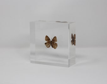 Real Butterfly acrylic ornament serial NO7, 101x101x41mm