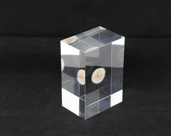 Acrylic paper weight "Eternal  dandelion clock" serial NO 11. 136x97x67mm