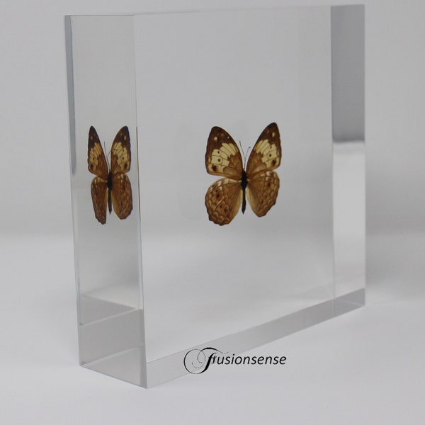 Real Butterfly acrylic ornament serial No 1.