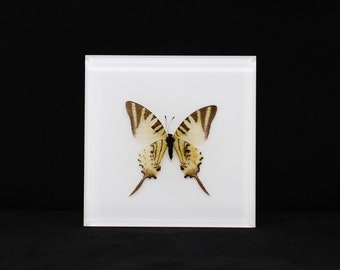 Real Butterfly acrylic ornament wall hung serial No6