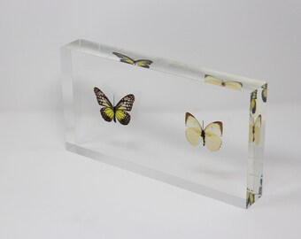 Real Butterfly acrylic ornament serial No13, 300x160x45mm