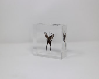 Real Butterfly acrylic ornament serial No8, 100x100x40mm