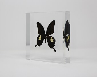 Real Butterfly acrylic ornament serial No11, 170x170x40mm