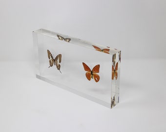 Real Butterfly acrylic ornament serial No14, 300x160x41mm