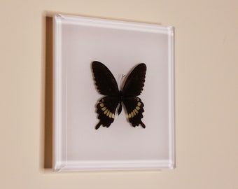 Real Butterfly acrylic ornament wall hung serial NO5