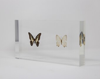 Real Butterfly acrylic ornament serial No12, 300x160x41mm