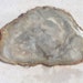 see more listings in the Fossils section