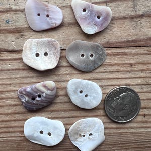 Set of 8 Real Shell 1/2 inch Buttons #S469