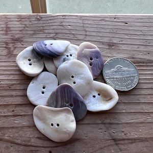 Single Real Shell Buttons #S489