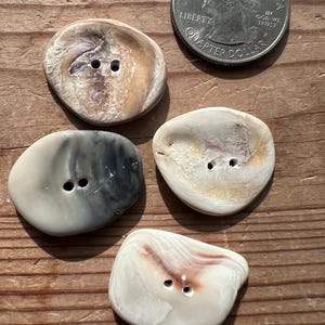 Genuine Sea Shell Buttons: Natural Beach Finds, Set of 4 or 6