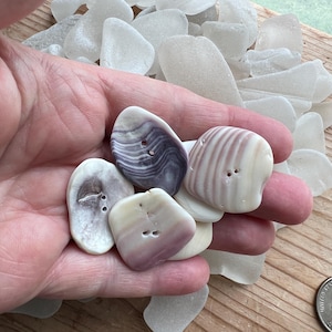 Large Singles Real Shell Buttons #S488