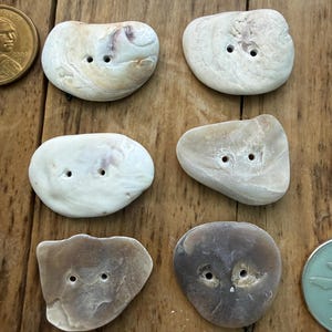 May include: Six irregular, flat, shell-like buttons arranged in two columns. Each button features two small holes in the center. The colors range from off-white and cream to light brown and grey. A gold-colored coin is visible in the top left.