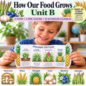 May include: Educational science material titled How Our Food Grows Unit B featuring a Pineapple Life Cycle accordion foldable. The resource includes illustrations of mushrooms, wheat, pineapples, garlic, blueberries, and asparagus for learning.