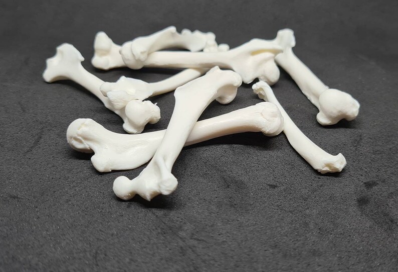 Resin Replica Bones Etsy