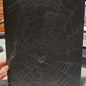 Echtes Radnetz der Kugelspinne, konserviert auf schwarzer Leinwand, 14 x 11 Zoll (Spec. E)