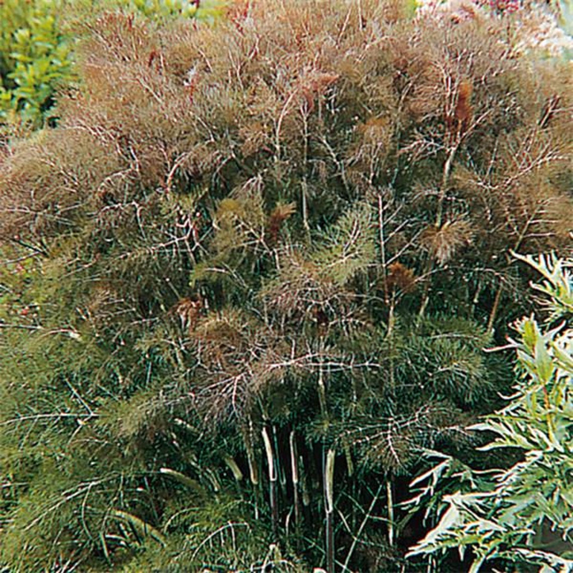 Bronze Fennel Seeds Herb Seeds Naturally Grown in the Etsy