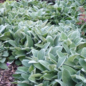 Lamb's Ears Seeds, Naturally Grown in the Pacific NW