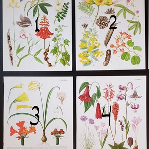 Beautiful Vintage Flower Page (8.5&quot;x11.0&quot;) Floral Book Plate Botany Botanical ephemera