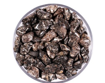 Set Of 10 Turritella Agate Tumbled Stones, Fossil Snail Crystals, Ancestral And Altar Ritual Gem