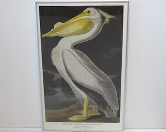 Póster antiguo de John James Audubon con un pelícano (Arte moderno de mediados de siglo)