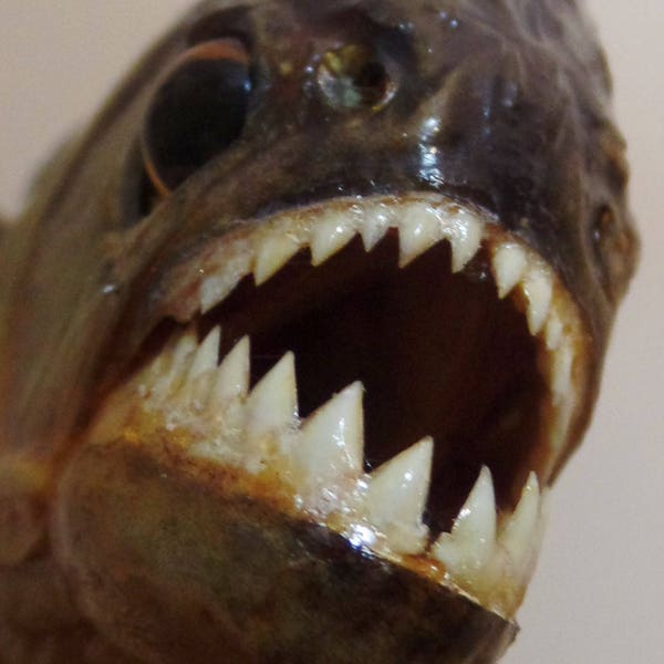 Real Piranha Fish Taxidermy, 6" Mounted Piranha Fish. Handmade Birthday Gift River Monster Extreme Fishing Shark Jaws Alligator Wild OOAK 3D