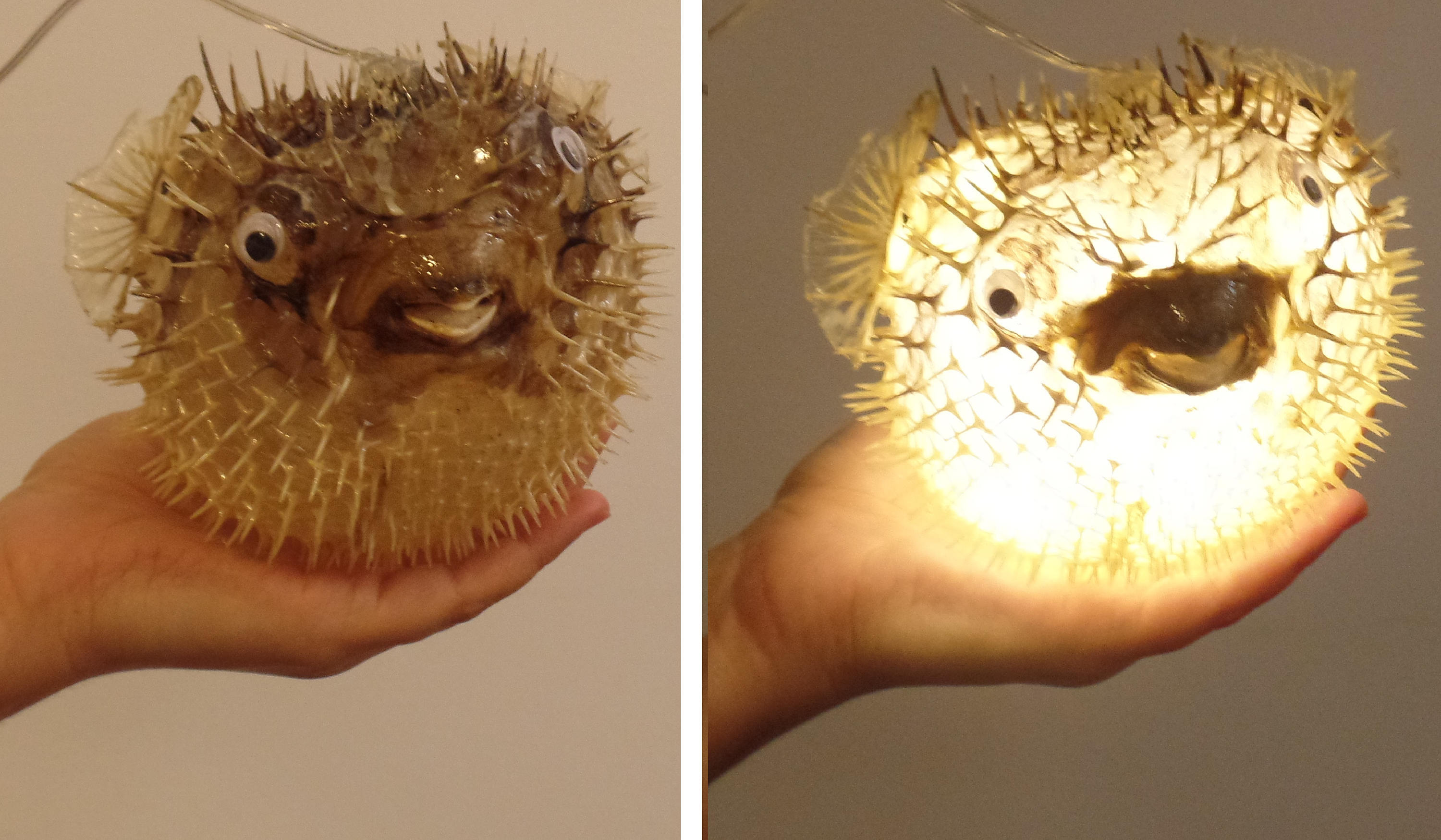 puffer fish lamp puffer fish lamp