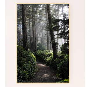Bosque místico Isla de Vancouver Niebla Selva Paisaje Fotografía digital