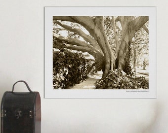 Black and White Tree Photography Print Signed, Los Angeles California Griffith Park Tree Sepia Wall Art Black White Tree  Photo Landscape