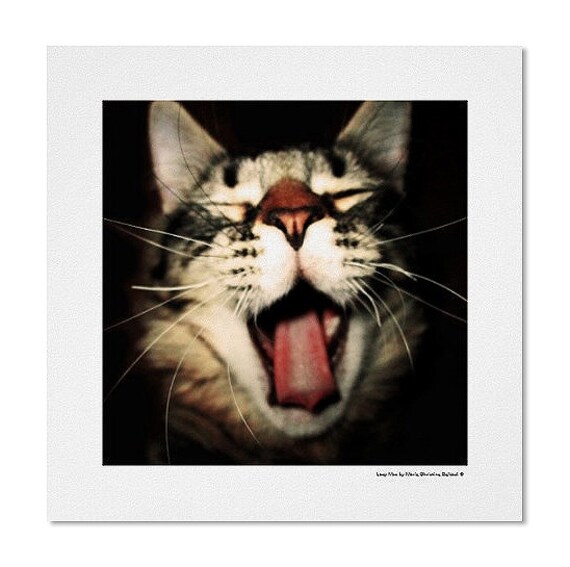Sleepy Cat Photography Print Signed for Children Bedroom, Unique Sleepy Pet  Cat for Kids, Sleepy Maine Coon Cat With Tongue Out Funny Print 