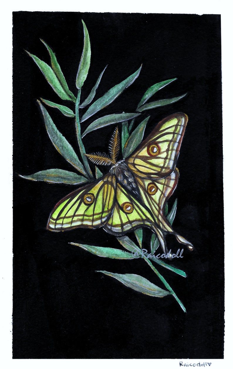 The Spanish Moon Moth Painting - Art Print - Etsy Australia