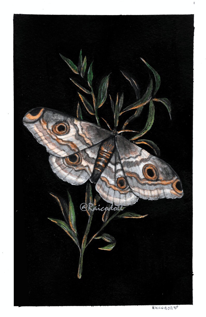 The Emperor Moth Painting - Art Print - Etsy