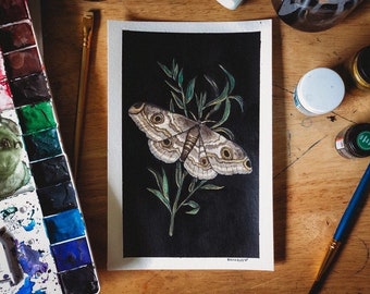 The Emperor Moth Painting - Art Print