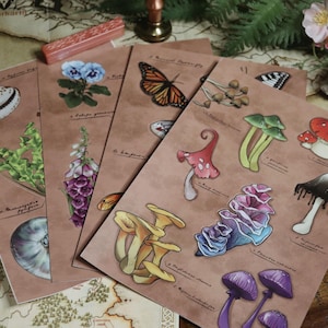 Cottagecore Field Report-sticker VOLLEDIGE COLLECTIE - Paddestoelen, motten en vlinders, schelpen en bloemen