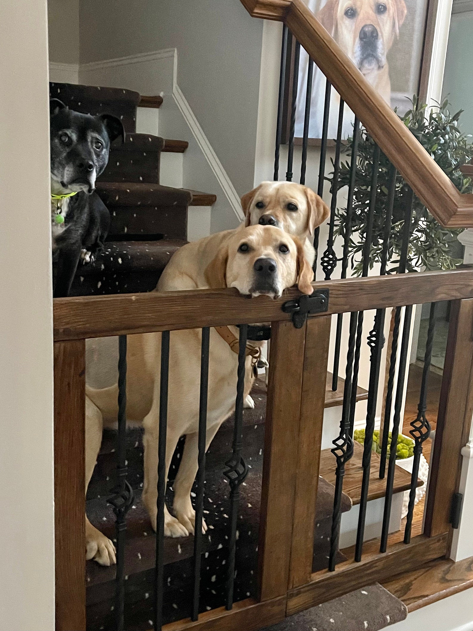 Custom Double Door Baluster Gate, Custom Pet or Baby Gate, Wood and ...
