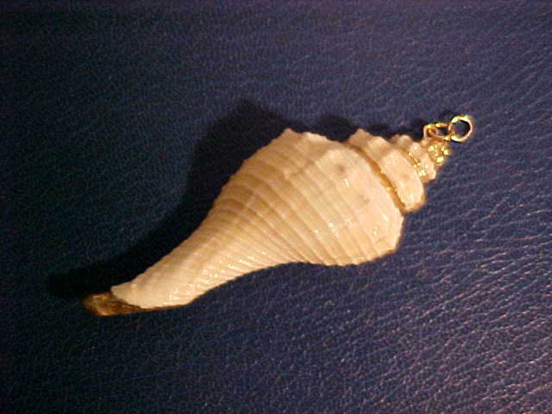 Hand Made Shell Pendant Gold Leaf Trim and Bail. Nearly - Etsy