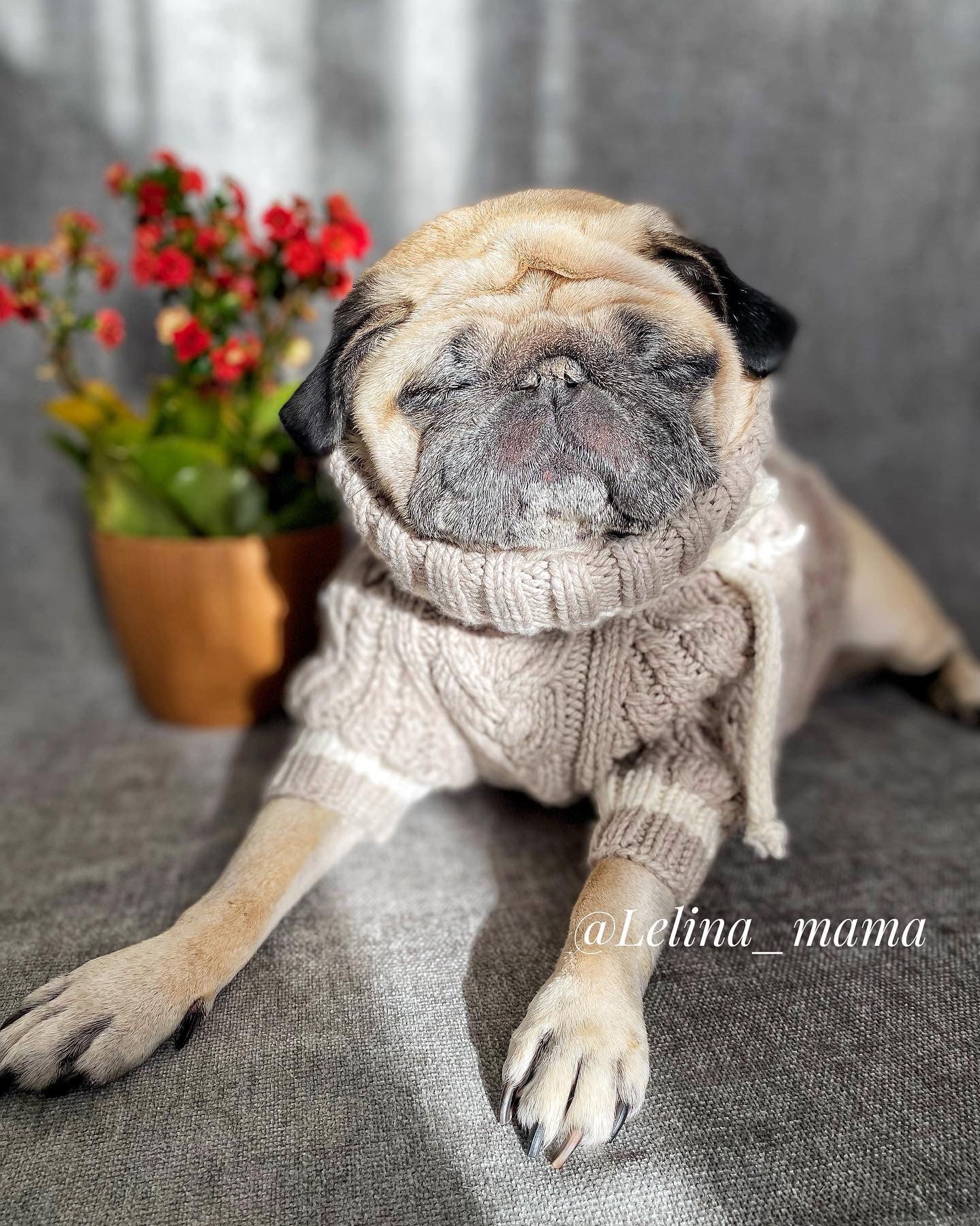 Pug Dog Sweater Etsy