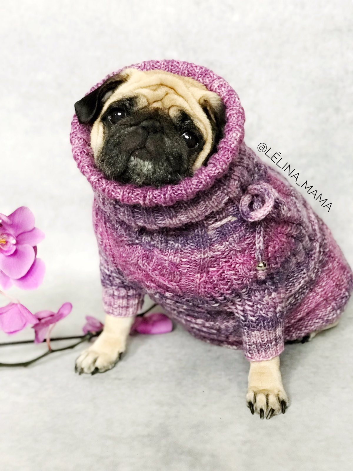 Orchid pug sweater Pug clothes knitted aran sweater dog Etsy