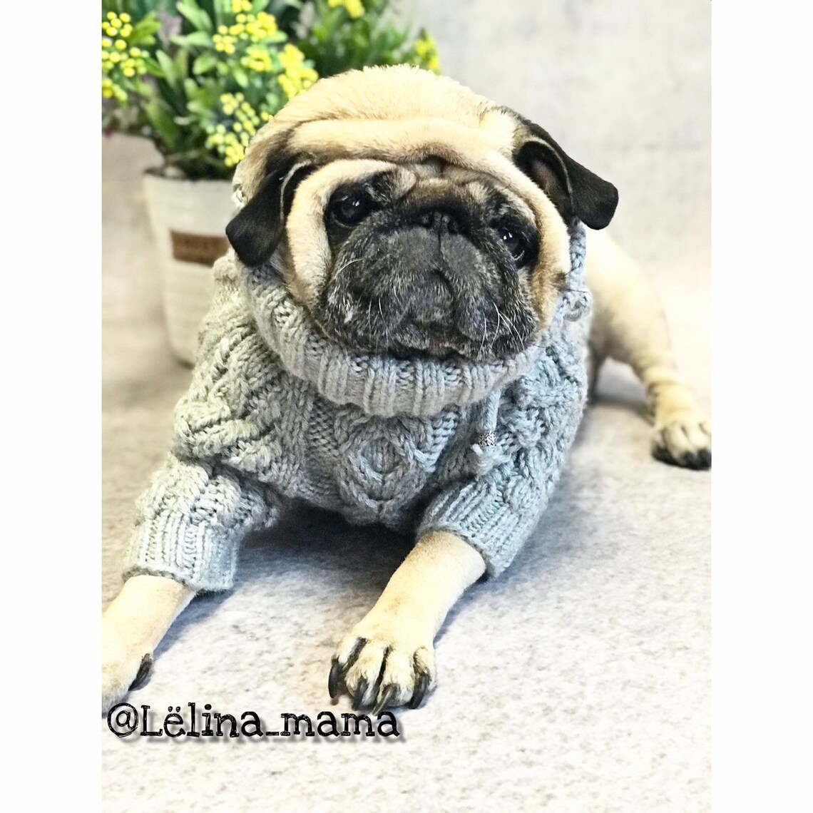 Pug Clothes Knitted Aran Sweater Dog Sweater Knitted Dog Etsy