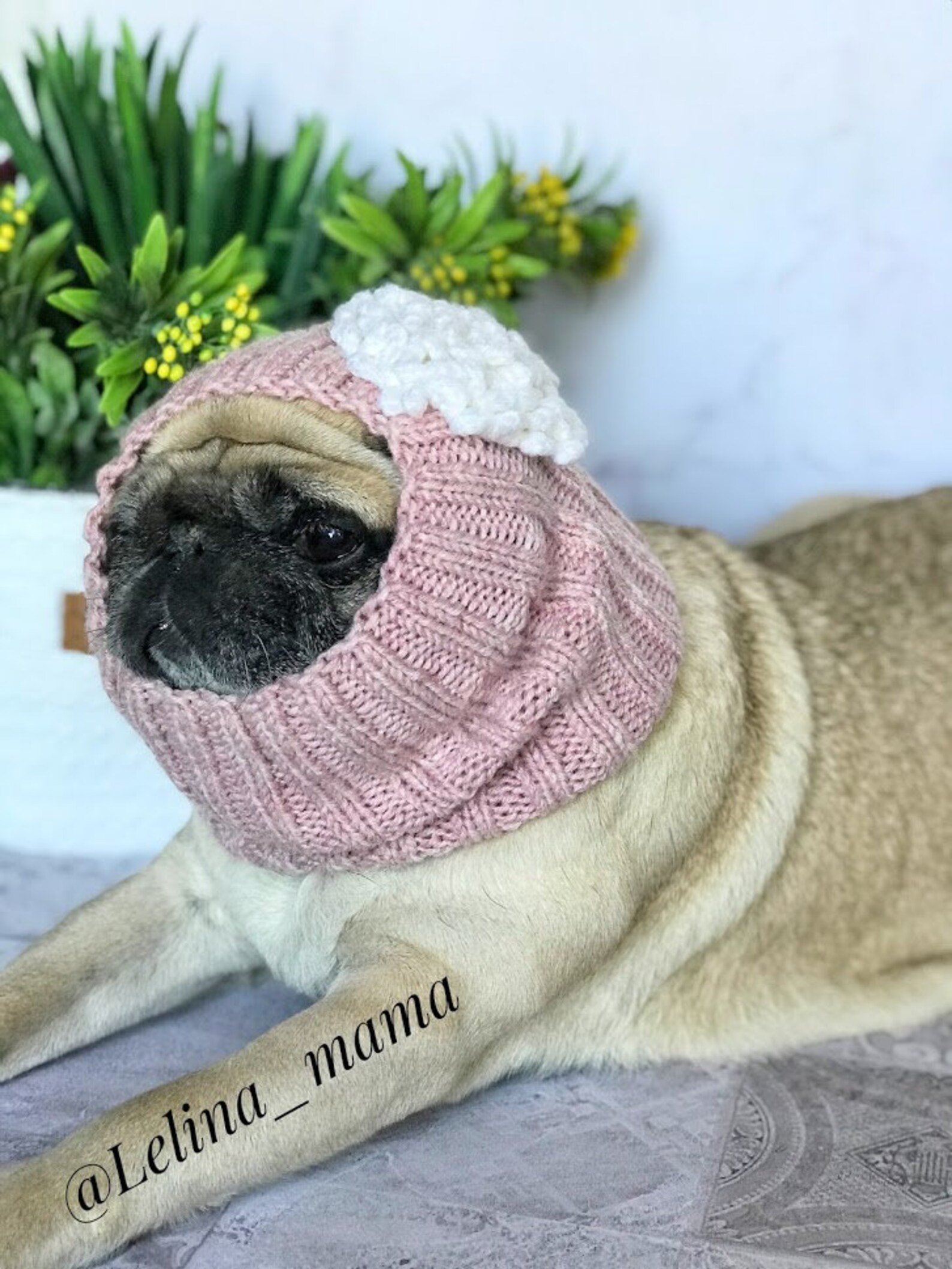 Hat for Dogs Hat for Dogs Hat for Pug Hat for Bulldog Hat Etsy