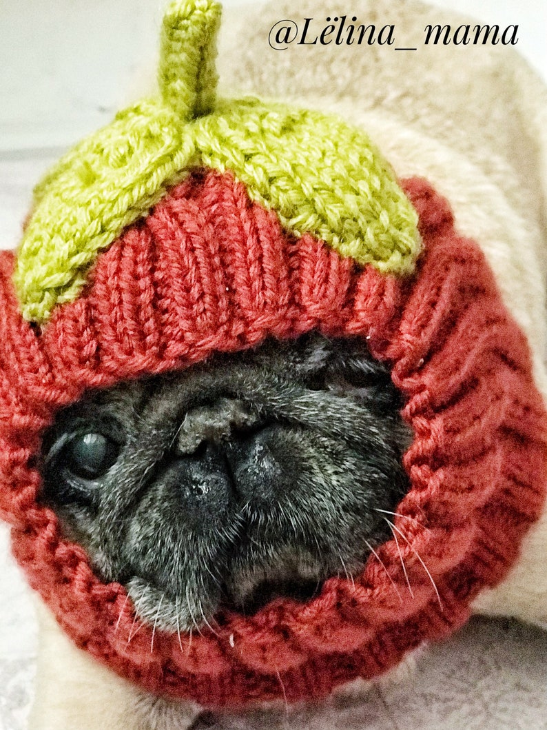 Hat for Pug Dog Clothes Hat for Dogs Costume for Pug Ears Etsy