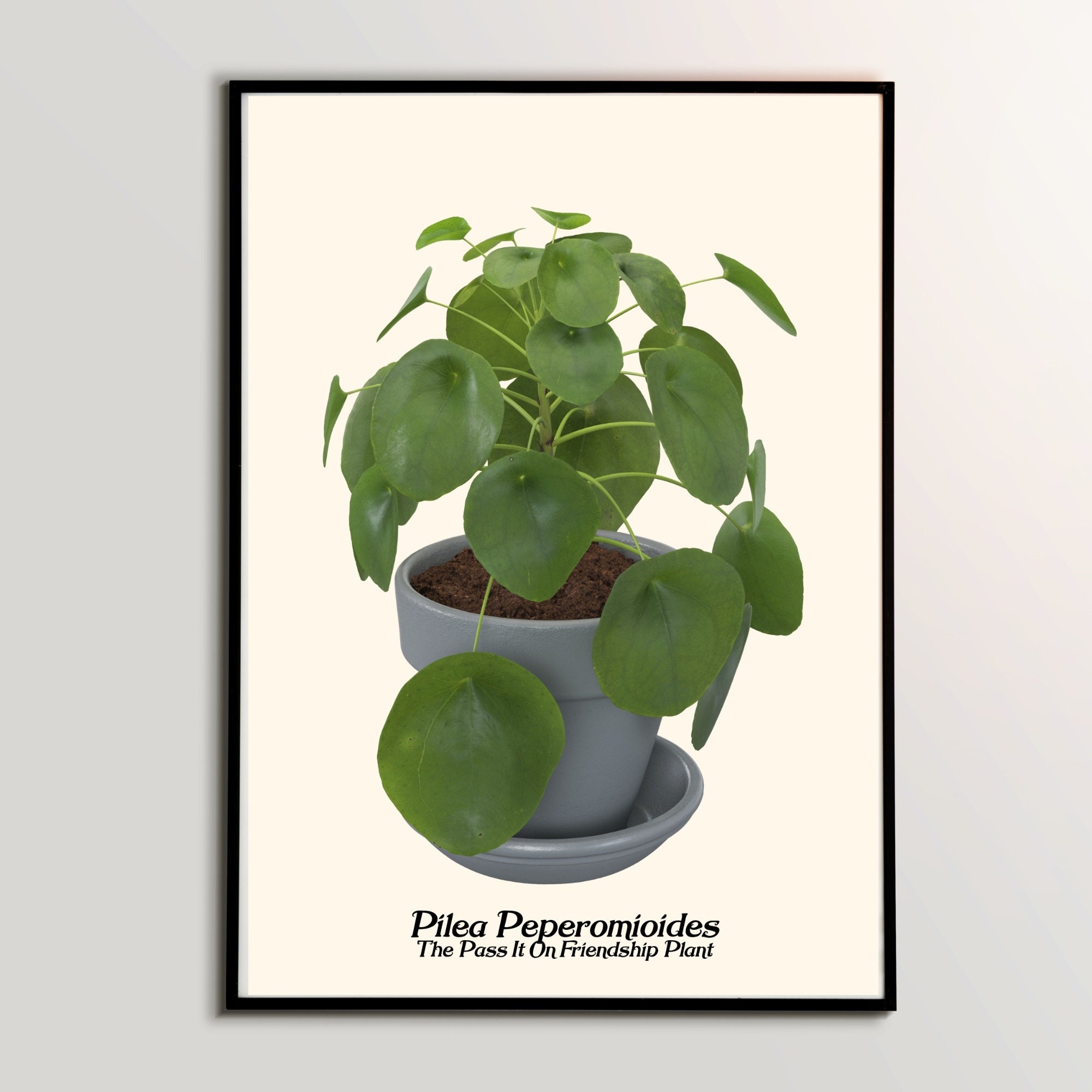 Pilea Peperomioides the Chinese Money Plant Pancake Plant - Etsy