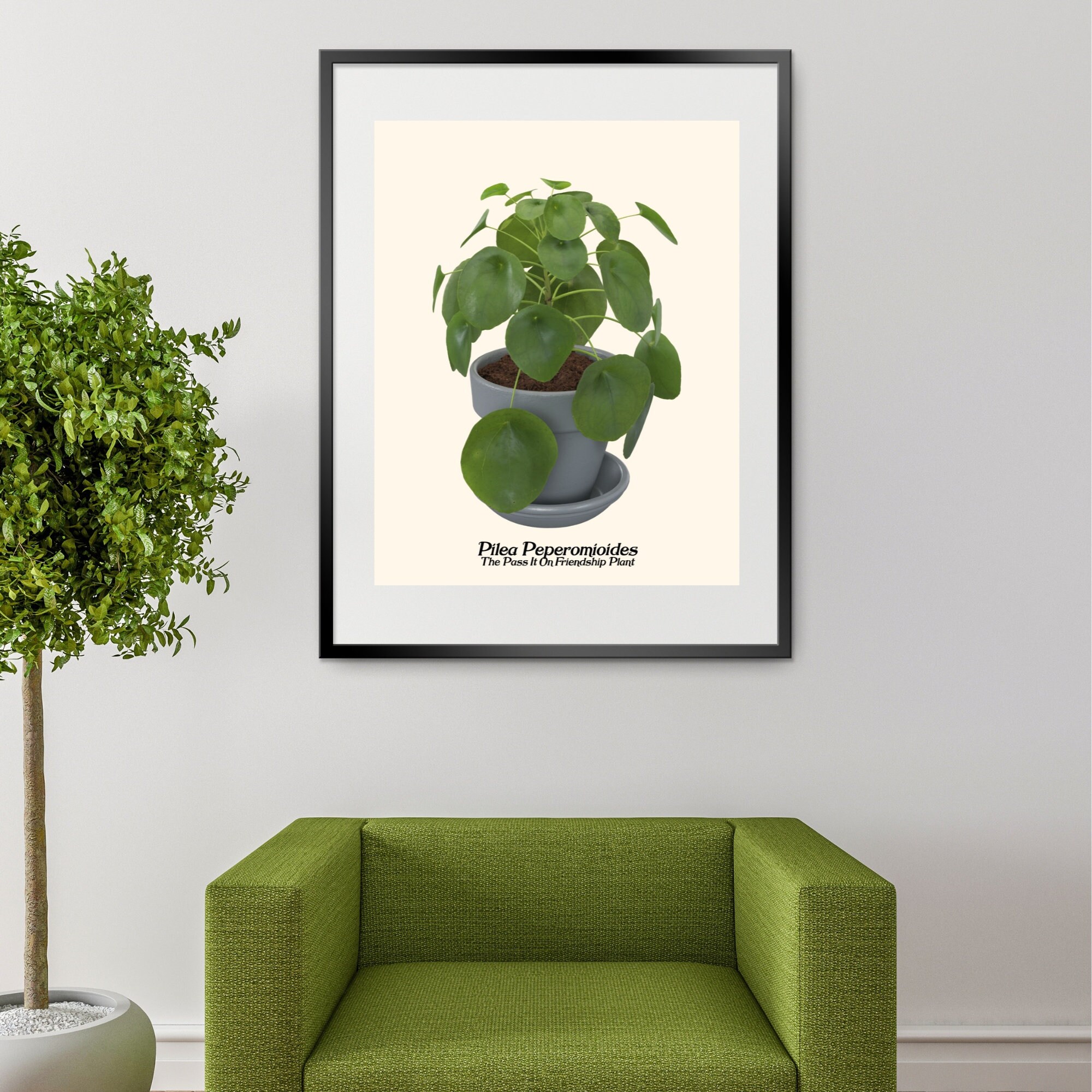 Pilea Peperomioides the Chinese Money Plant Pancake Plant - Etsy