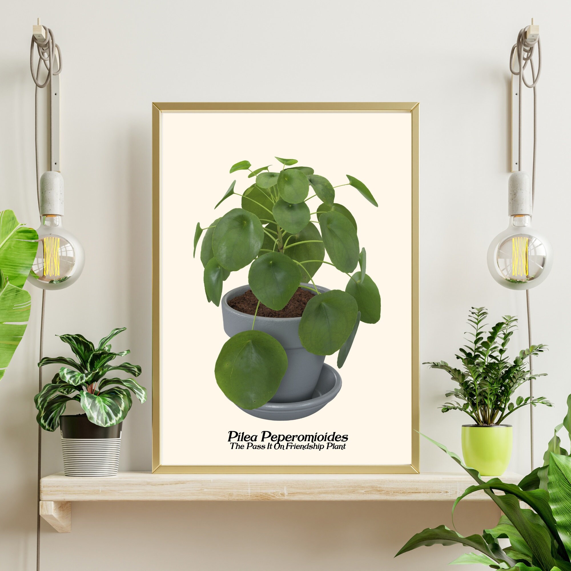 Pilea Peperomioides the Chinese Money Plant Pancake Plant - Etsy
