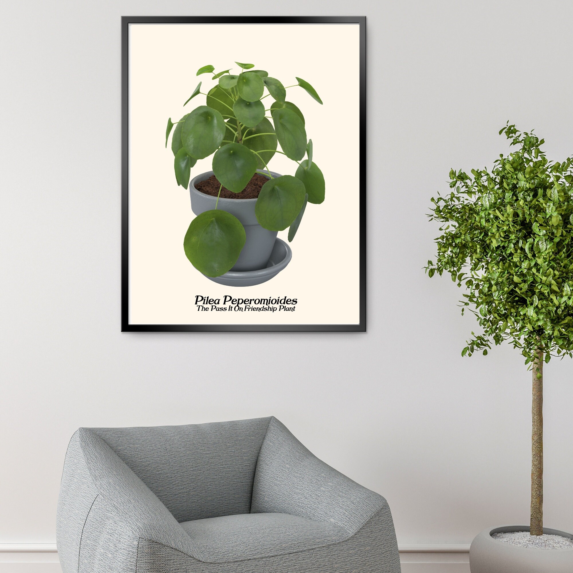 Pilea Peperomioides the Chinese Money Plant Pancake Plant - Etsy
