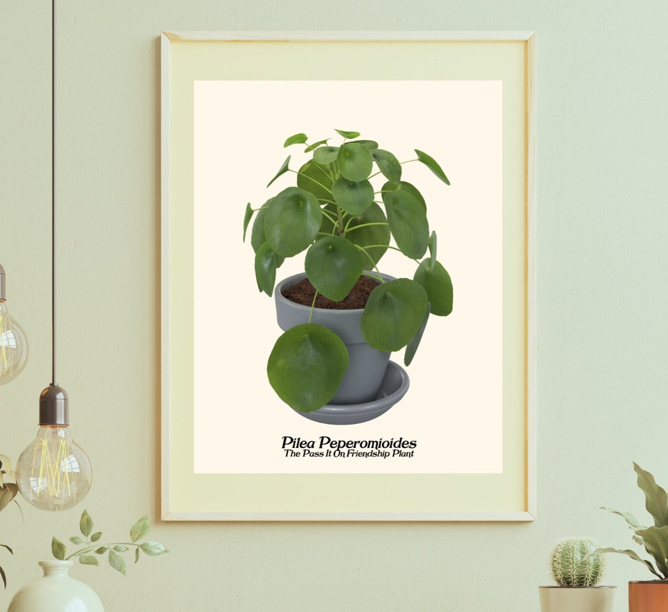Pilea Peperomioides the Chinese Money Plant Pancake Plant - Etsy