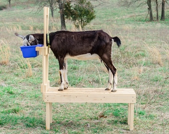 Handcrafted Goat Milking Stand – Durable Farm Stanchion for Large Breeds and Mini Breeds